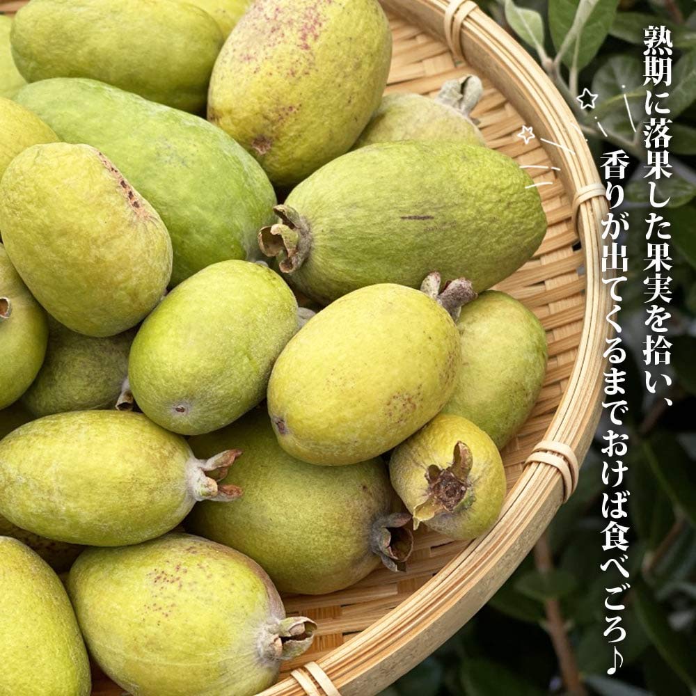 Amazon.co.jp: フェイジョア 苗 【ジャンボマンモス】 3年生接木大苗